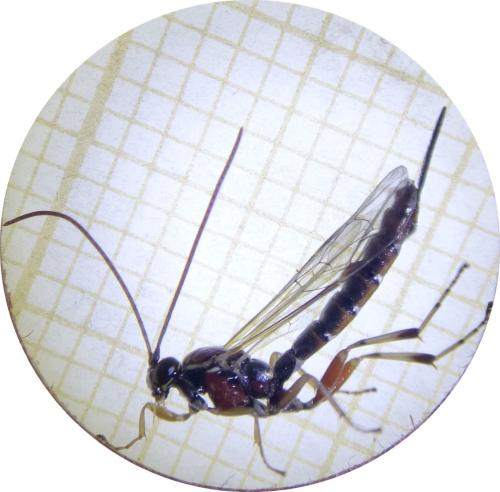 Réf. 296 193 : Tromatobia lineatoria